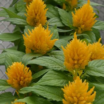 Celosia plumosa 'Glorious Yellow' (301310)