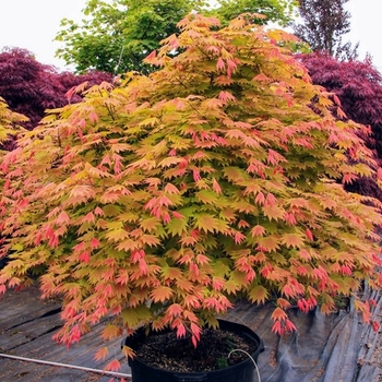 Acer shirasawanum 'Munn 001' PP19370P2