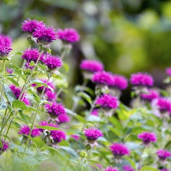 Monarda didyma 'Purple Rooster' 
