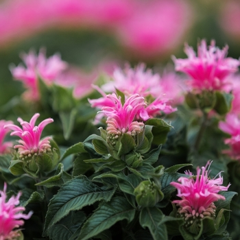 Monarda didyma 'Grand Mum™' PP22082