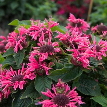Monarda 'Bee-Merry' USPP29828P2