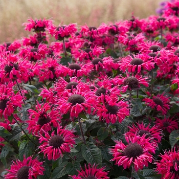 Monarda 'Bee-Happy' PP30,229