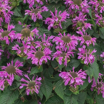 Monarda 'Monard0044' PP30505P2