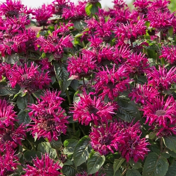 Monarda 'Bee True' PP29763P2