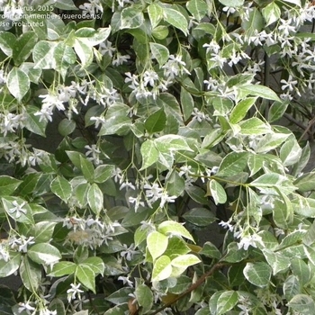 Trachelospermum jasminoides 'Variegata' 