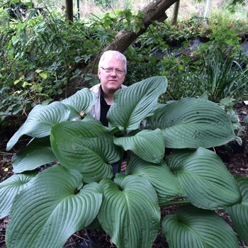 Hosta 'T-Rex' 