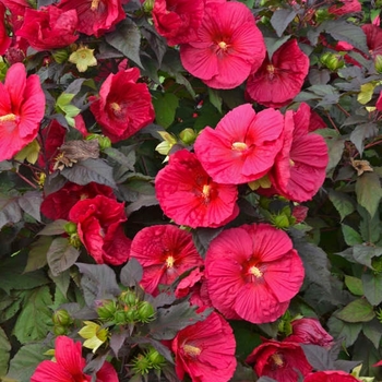 Hibiscus 'Mars Madness' 