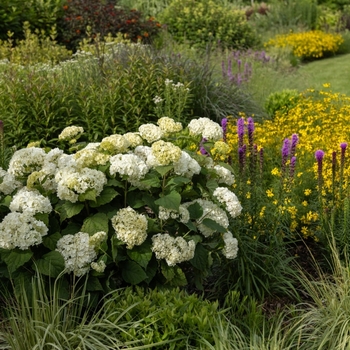 Hydrangea arborescens 'FlowerFull™' PP25323P2