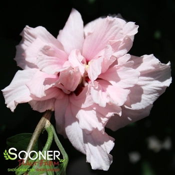 Hibiscus syriacus 'Whit XXI' PP31721