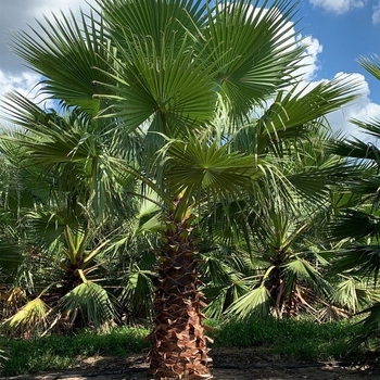 Washingtonia robusta
