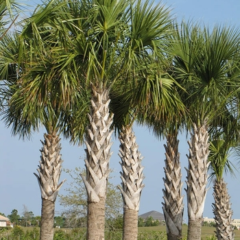 Sabal mexicana