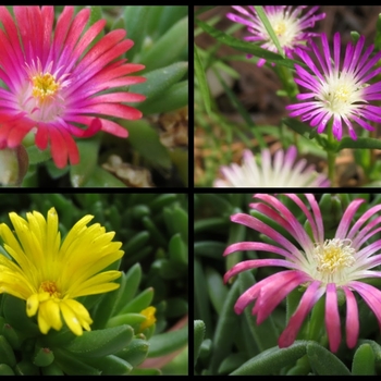Delosperma 'Multiple Varieties' 