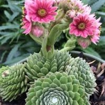 Sempervivum 'Green Wheel' 