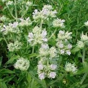 Pycnanthemum virginianum