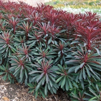 Euphorbia 'Miner's Merlot' 