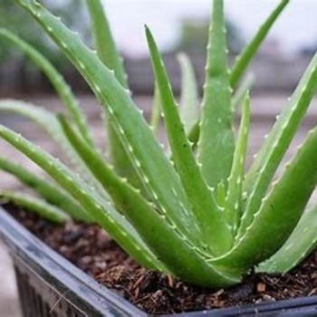 Aloe 