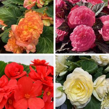 Begonia x tuberhybrida