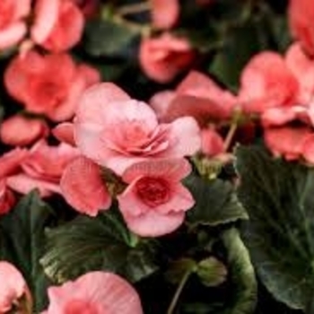 Begonia x hiemalis