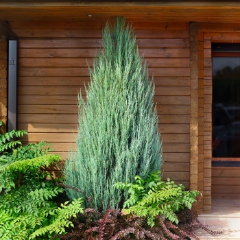 Juniperus scopulorum 'Skyrocket' 