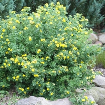 Potentilla fruticosa 'Jackmanii' 