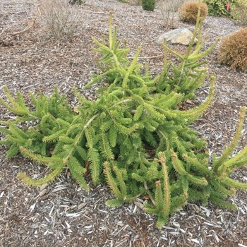 Picea abies 'Wingles Weeper' 