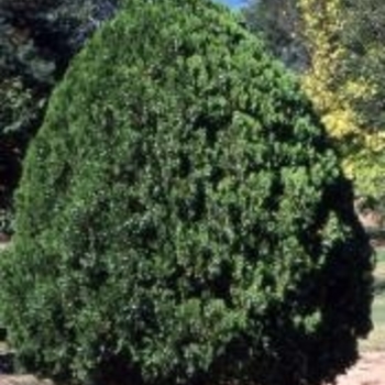 Thuja orientalis 'Blue Cone' 