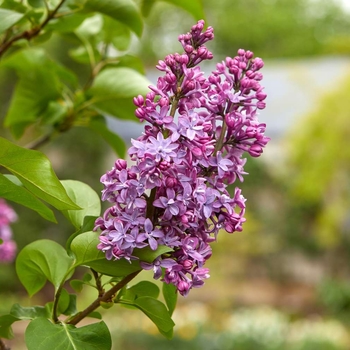 Syringa x hyacinthiflora 'Royal Purple' 