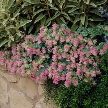 Origanum vulgare 'Kent Beauty' 