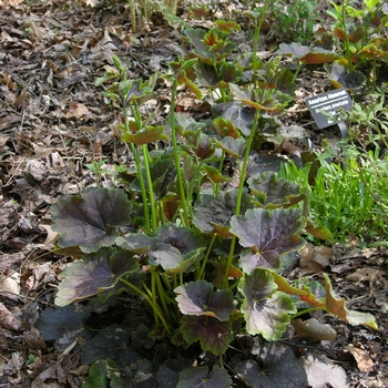 Heuchera americana