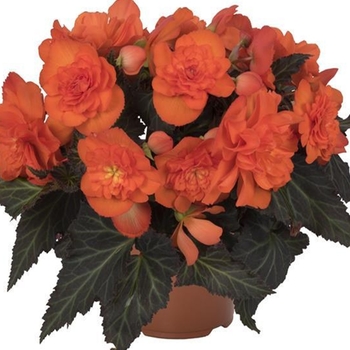 Begonia boliviensis 'Miss Montreal' 27,244
