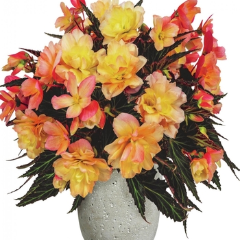 Begonia boliviensis 'Portofino Champagne' 