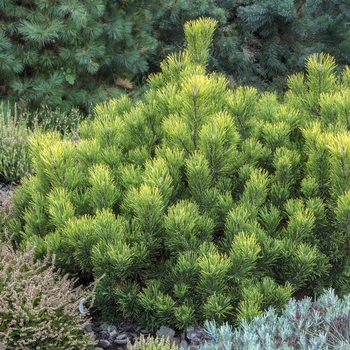 Pinus mugo 'Enci' 