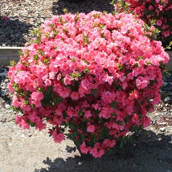 Rhododendron Karume hybrid 'Blaauw's Pink' 