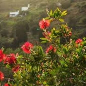 Callistemon rigidus 'Red Cluster' 