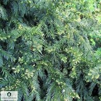 Taxus baccata 'Repandens' 