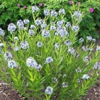 Amsonia illustris