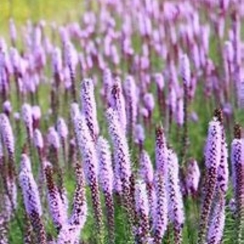 Liatris pycnostachya