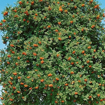Sorbus aucuparia