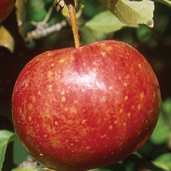 Malus 'Whitney' 