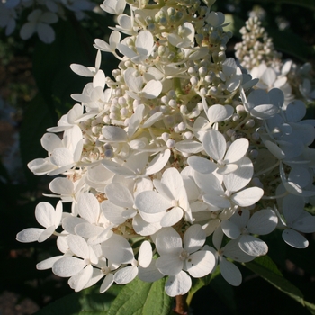 Hydrangea paniculata 'Phantom' 