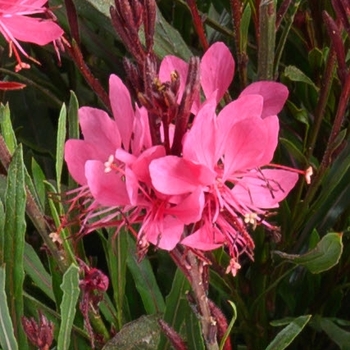 Gaura lindheimeri 'Dark Rose' PP24600P2