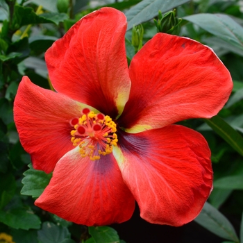Hibiscus rosa-sinensis 'Starry Wind' USPP 24,803