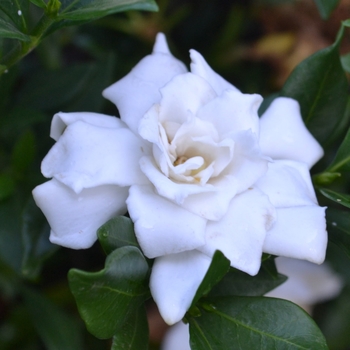 Gardenia jasminoides 'Radicans' 
