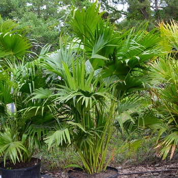 Livistona chinensis