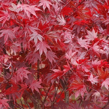 Acer palmatum 'Crimson Prince' 