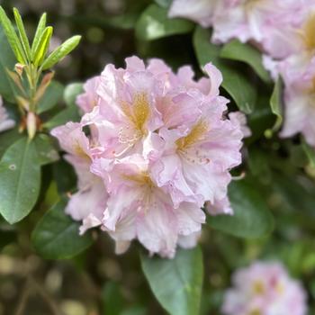 Rhododendron 'Janet Blair' 