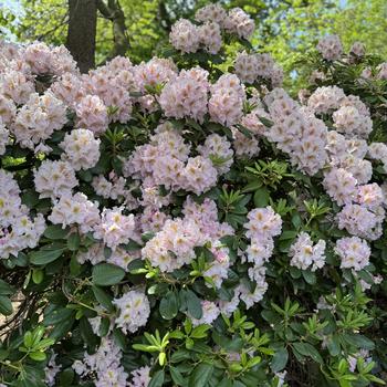 Rhododendron 'Janet Blair' (301498)