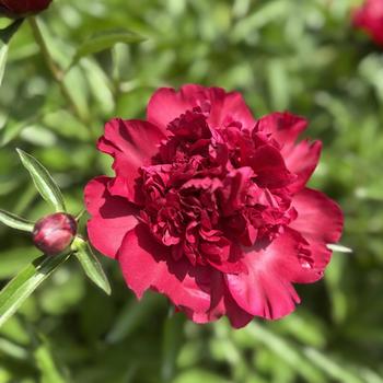 Paeonia lactiflora 'Adolphe Rousseau' 