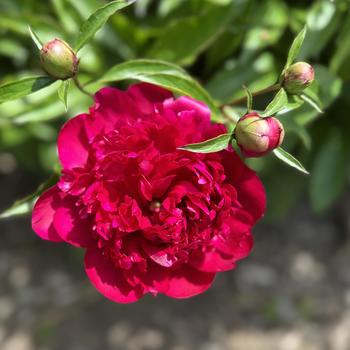 Paeonia lactiflora 'Adolphe Rousseau' (301500)