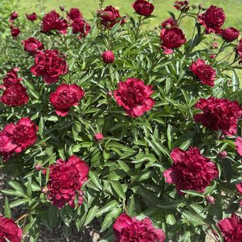 Paeonia lactiflora 'Adolphe Rousseau' (301501)